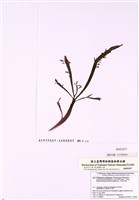 藏品(掌型藻)的圖片